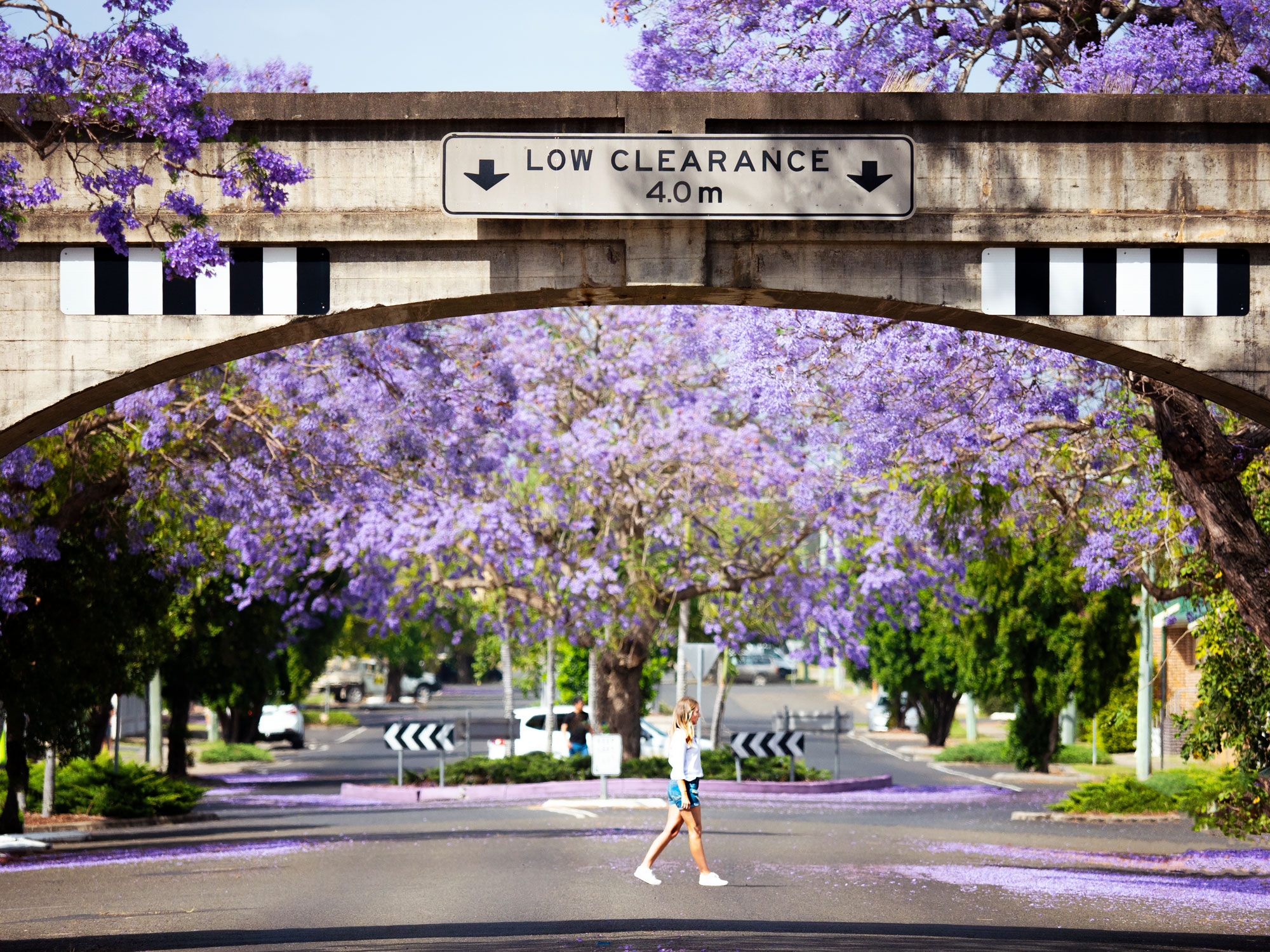 Grafton Jacaranda Season - Clarence Valley