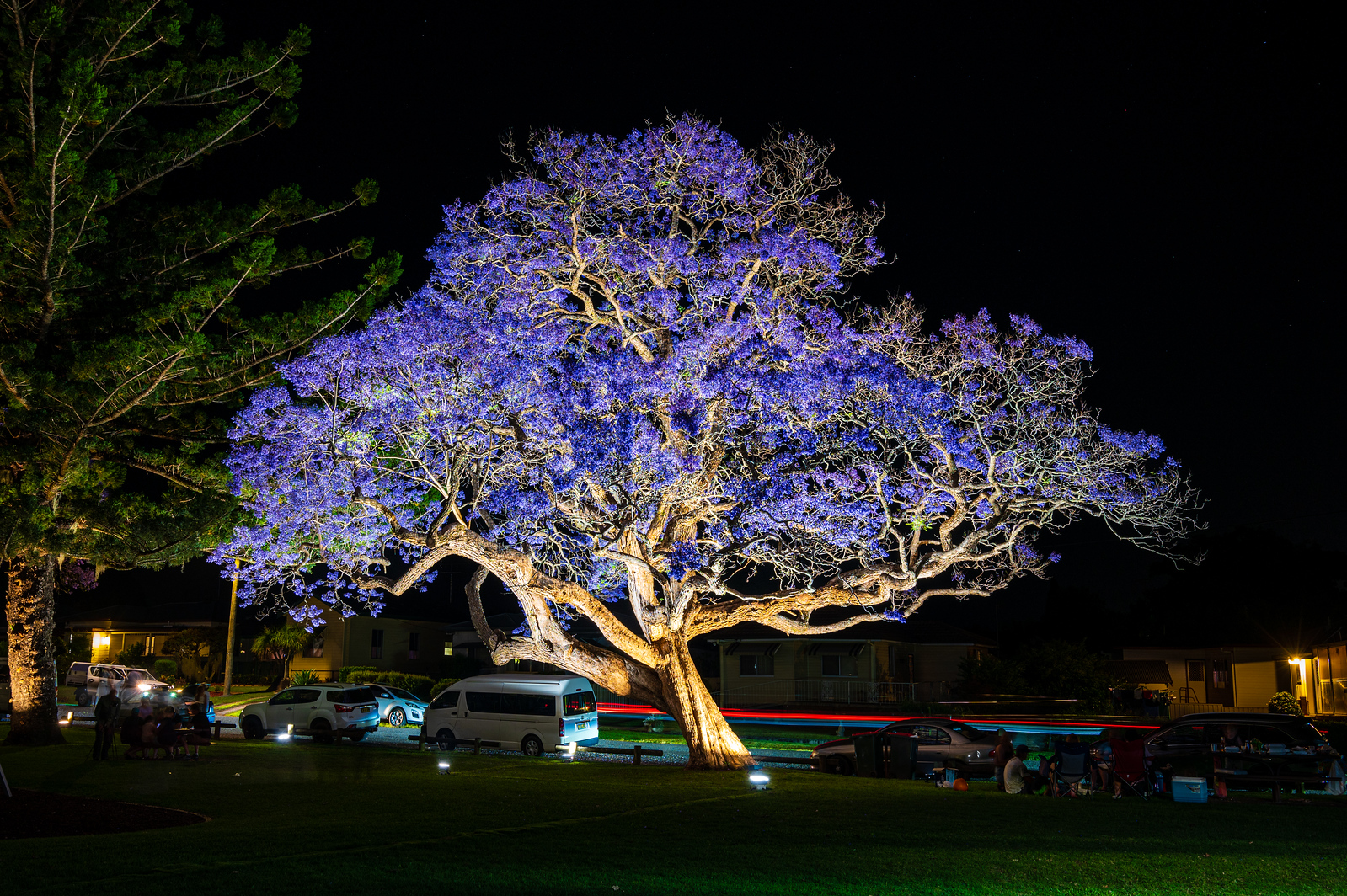 Grafton Jacaranda Season Clarence Valley